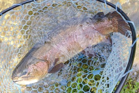 人が少ないと釣りやすい ～フィッシングパーク高島の泉～